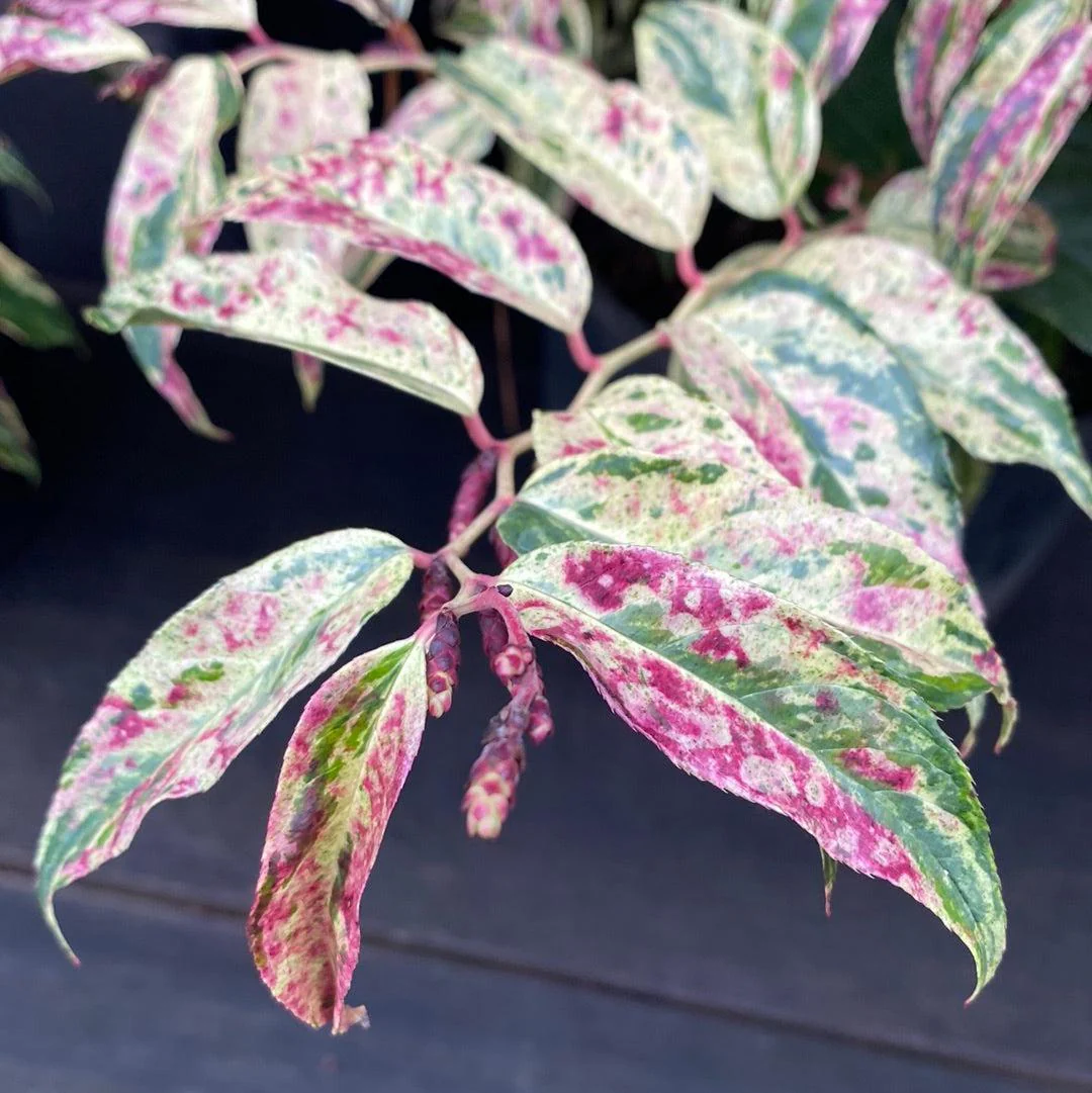 Leucothoe, Rainbow Drooping Leucothoe - Image 4