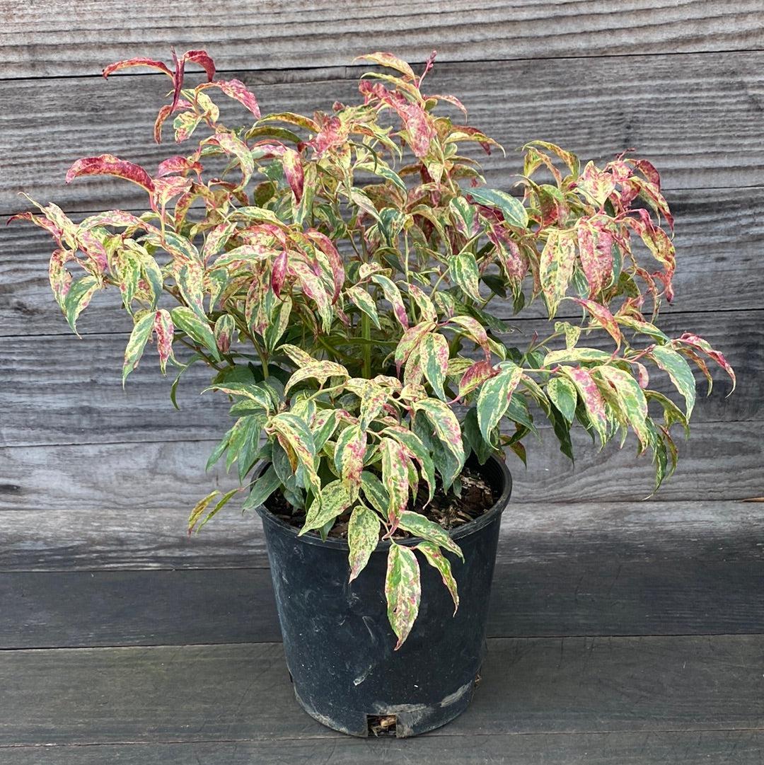 Leucothoe, Rainbow Drooping Leucothoe - Image 5
