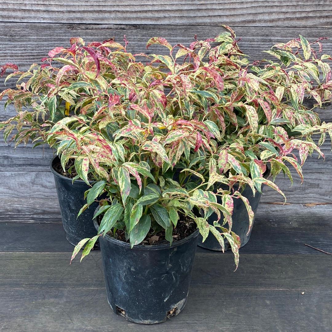 Leucothoe, Rainbow Drooping Leucothoe - Image 6