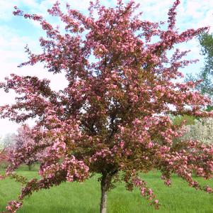 Crabapple, Red Splendor