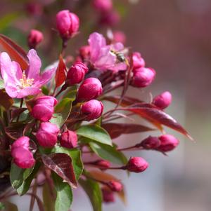 Crabapple, Red Splendor - Image 2