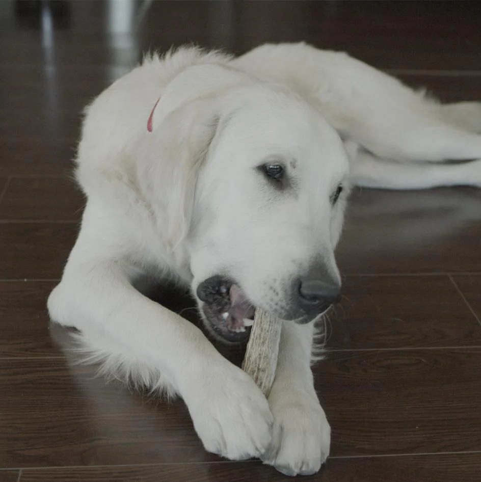 Redbarn Naturals Half Deer Antler - Image 6