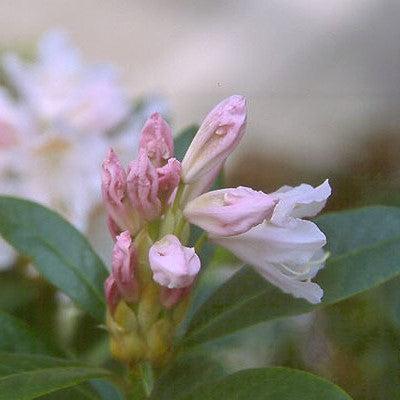 Rhododendron, Cunningham's White Rhododendron - Image 3