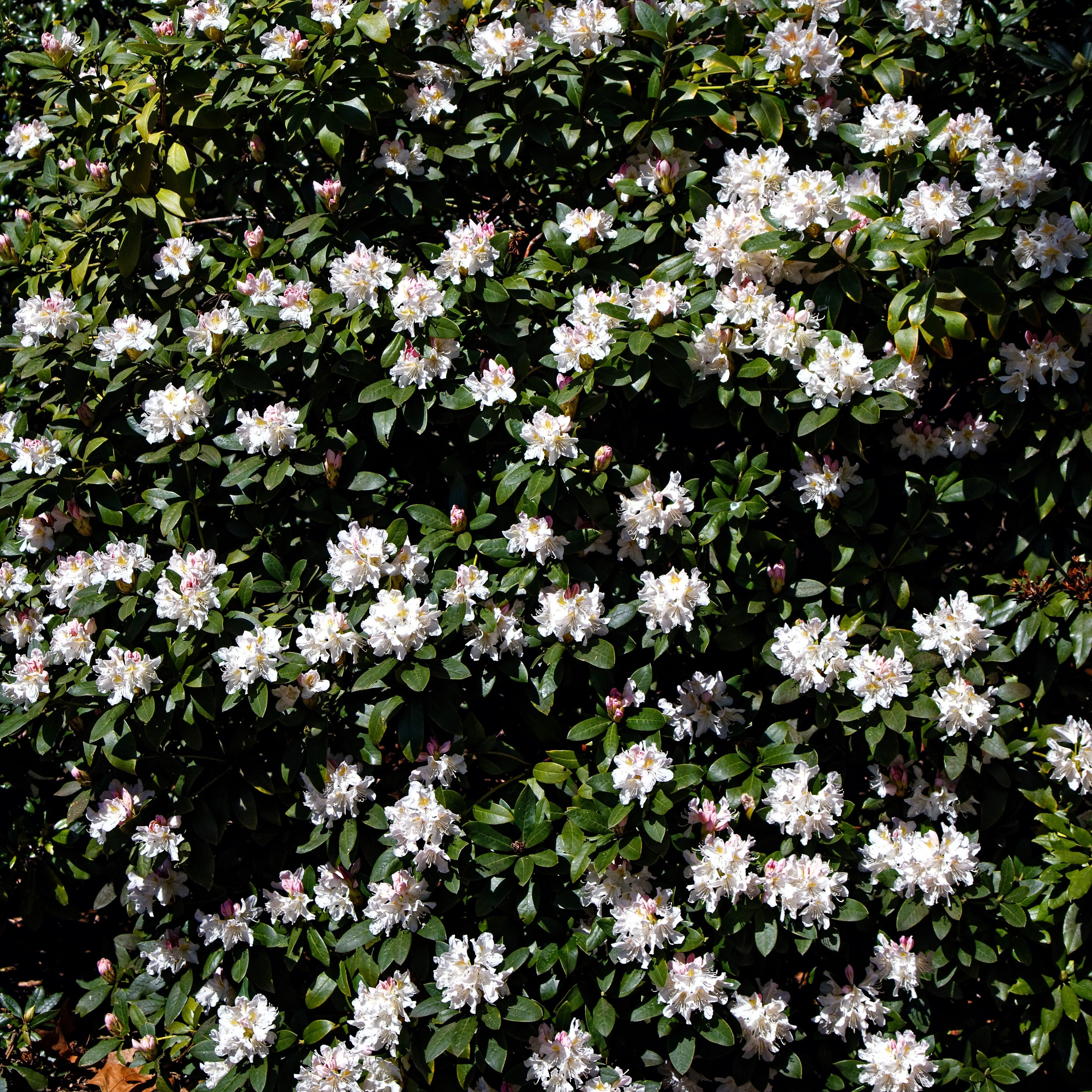 Rhododendron, Cunningham's White Rhododendron - Image 4