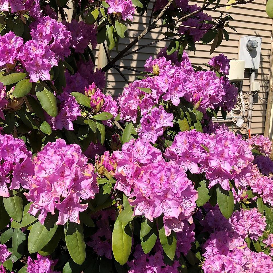 Rhododendron, English Roseum Rhododendron - Image 3