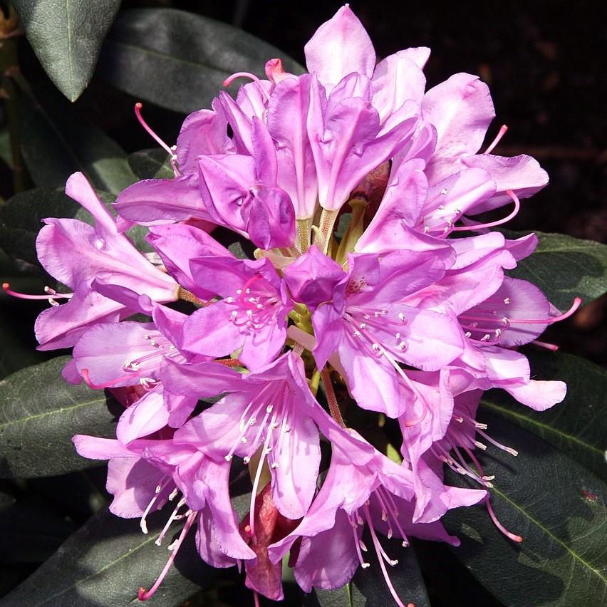 Rhododendron, English Roseum Rhododendron - Image 4