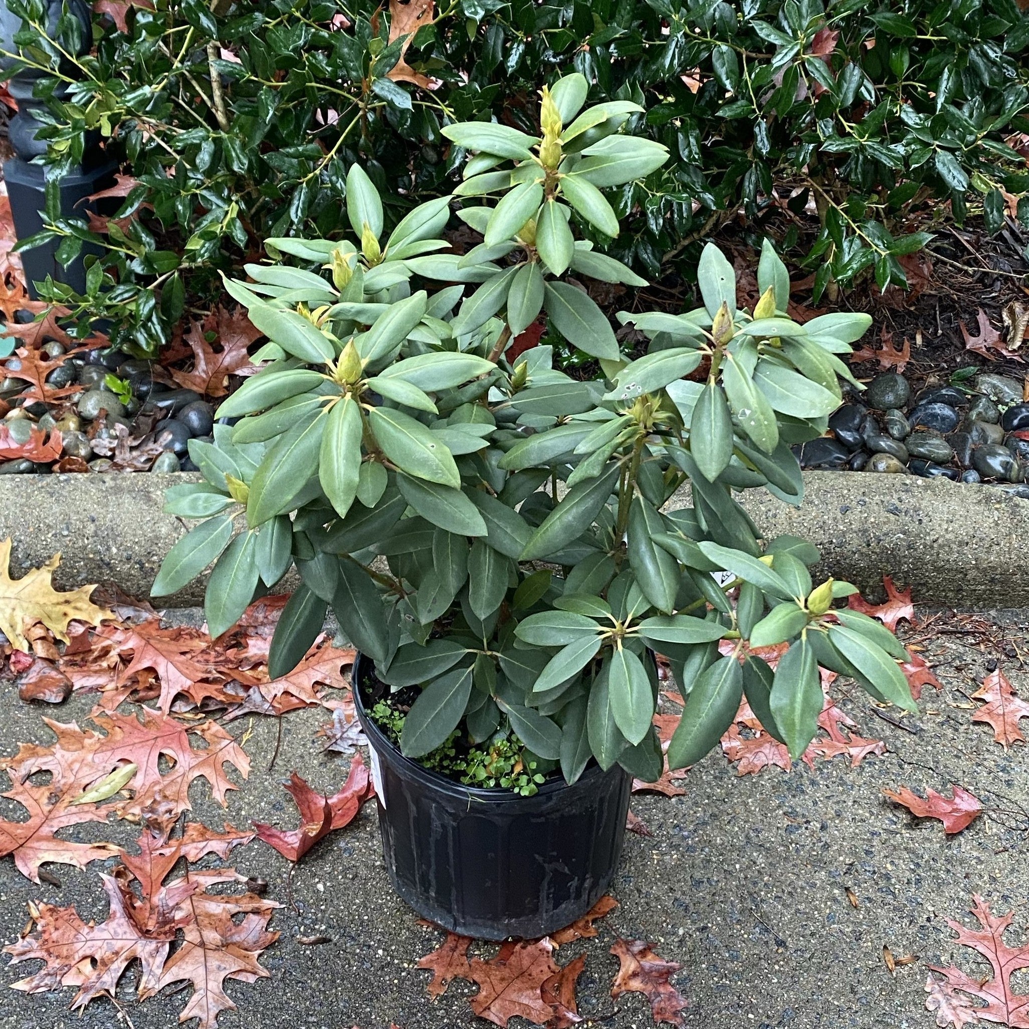 Rhododendron, English Roseum Rhododendron - Image 5