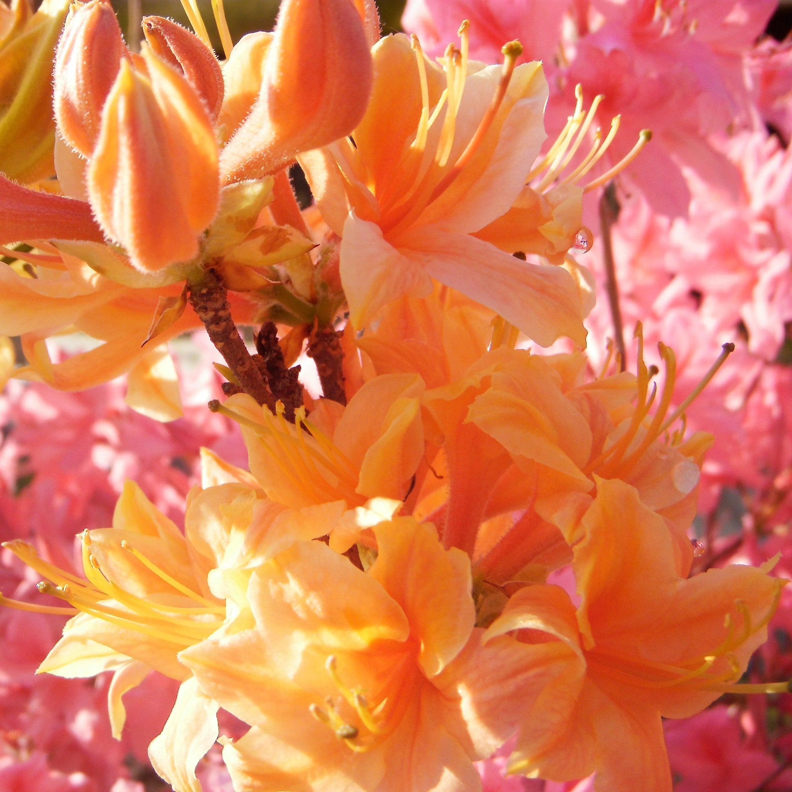 Azalea, Golden Lights Azalea - Image 2