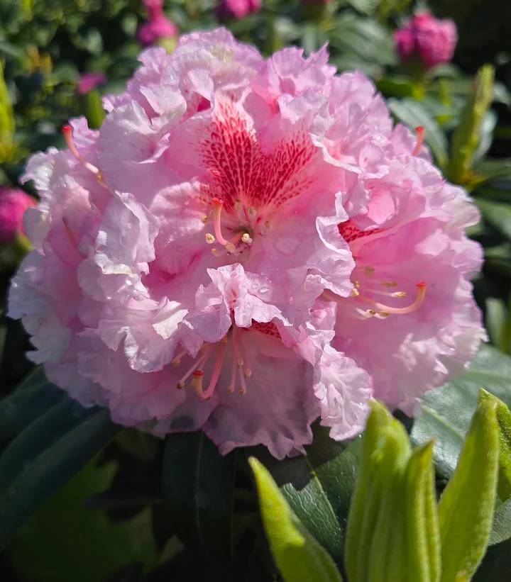 Rhododendron, Holden's Pink Flare Rhododendron - Image 2
