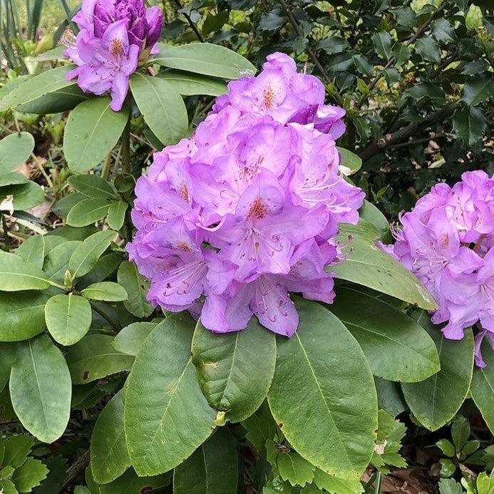 Rhododendron, Minnetonka Rhododendron - Image 2