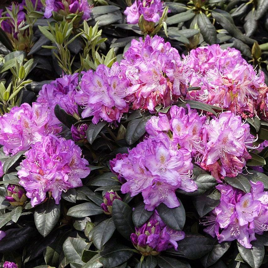 Rhododendron, Minnetonka Rhododendron - Image 3