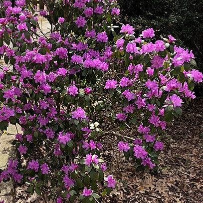 Rhododendron, Purple Gem Rhododendron - Image 3