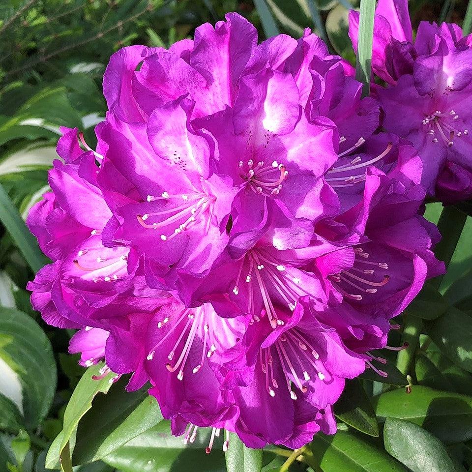 Rhododendron, Purple Passion Rhododendron - Image 4