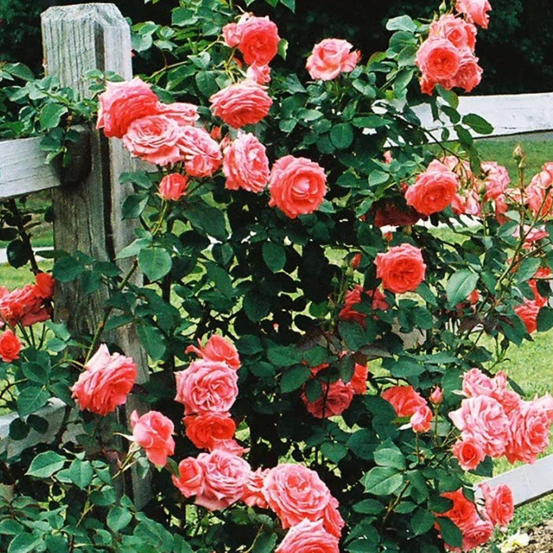 Rose, American Climbing Rose