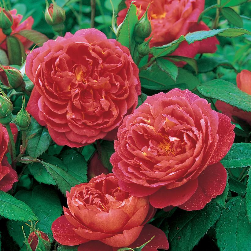 Rose, Benjamin Britten™ English Rose