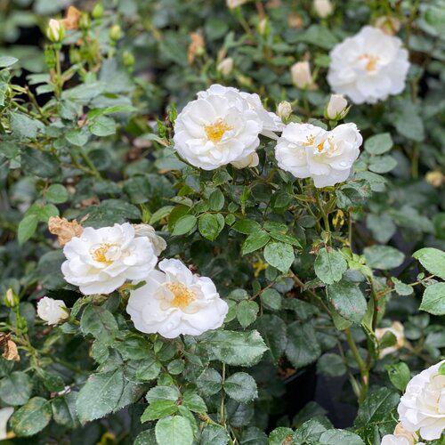 Rose, PW® Color Choice® Oso Easy Ice Bay® Rose - Image 2