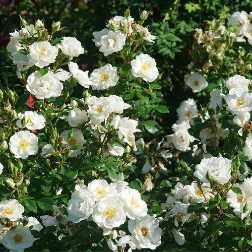 Rose, PW® Color Choice® Oso Easy Ice Bay® Rose - Image 4