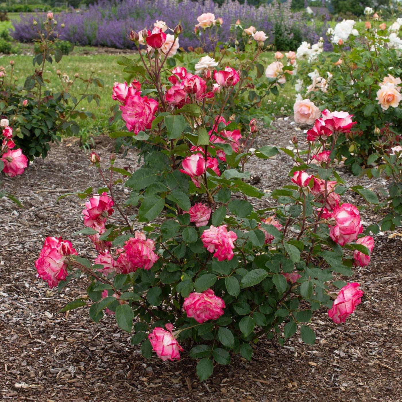 Rose, Candy Cane Cocktail Reblooming Floribunda Rose - Image 2