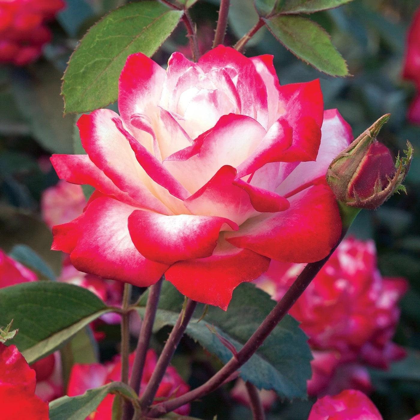 Rose, Candy Cane Cocktail Reblooming Floribunda Rose - Image 3