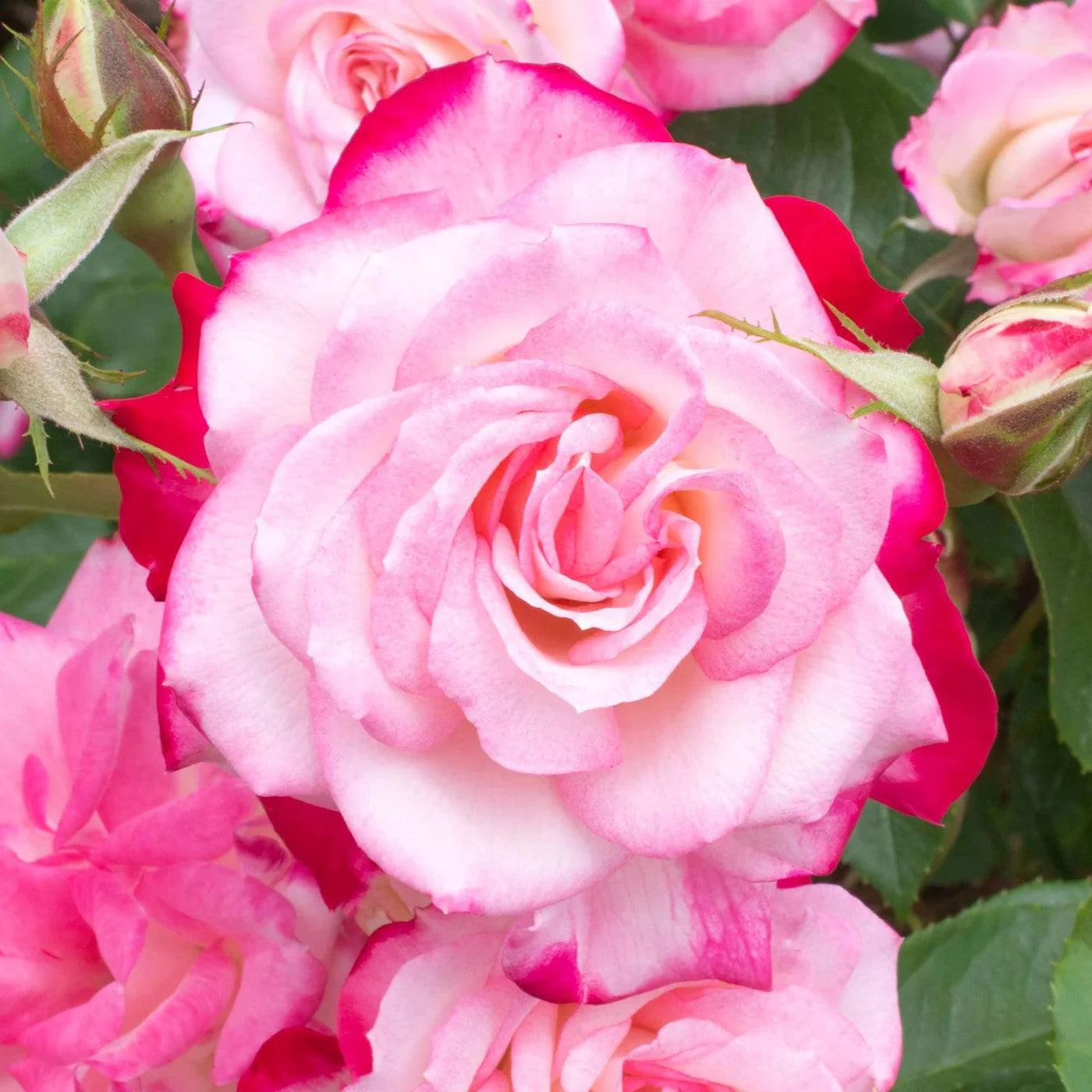 Rose, Candy Cane Cocktail Reblooming Floribunda Rose - Image 4