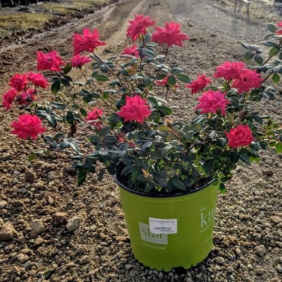 Rose, Double Knock Out® Rose - Image 2
