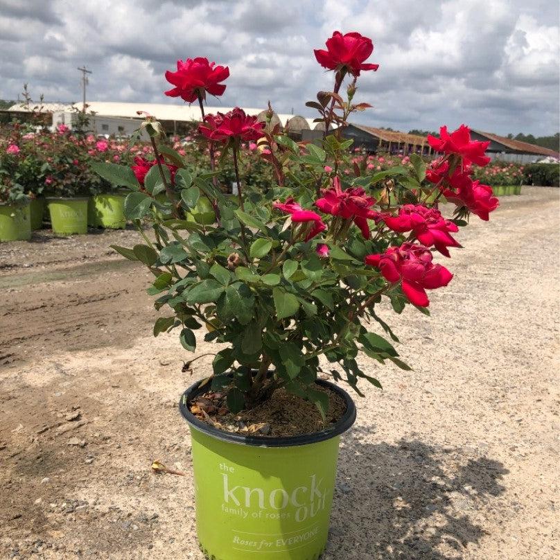 Rose, Double Knock Out® Rose - Image 3