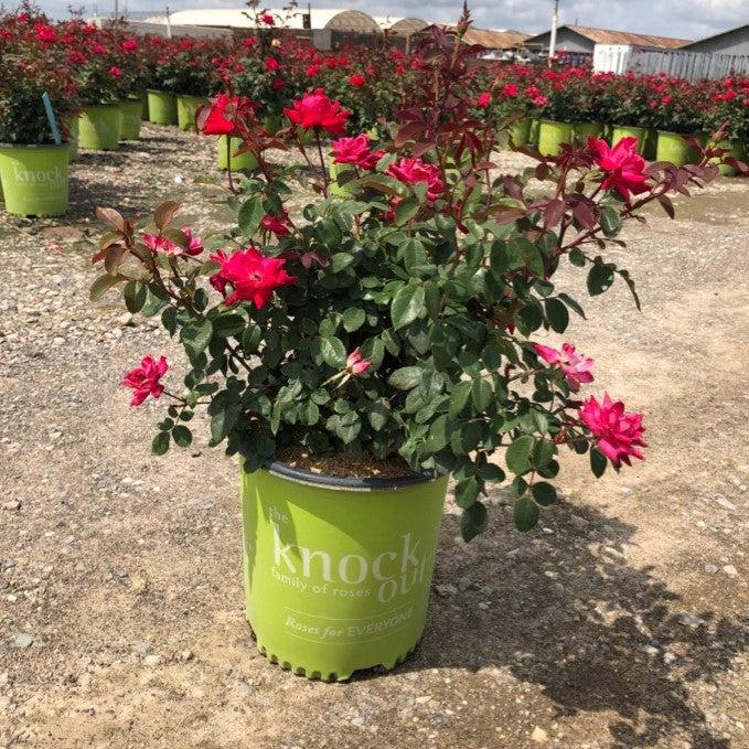 Rose, Double Knock Out® Rose - Image 4