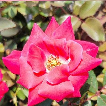Rose, Double Knock Out® Rose - Image 5