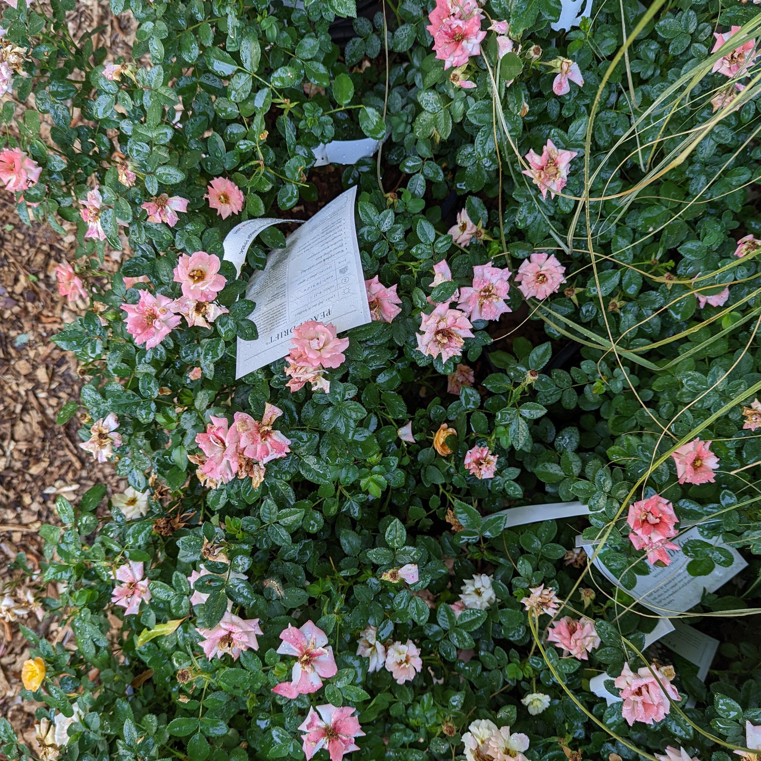 Rose, Peach Drift® Rose - Image 2