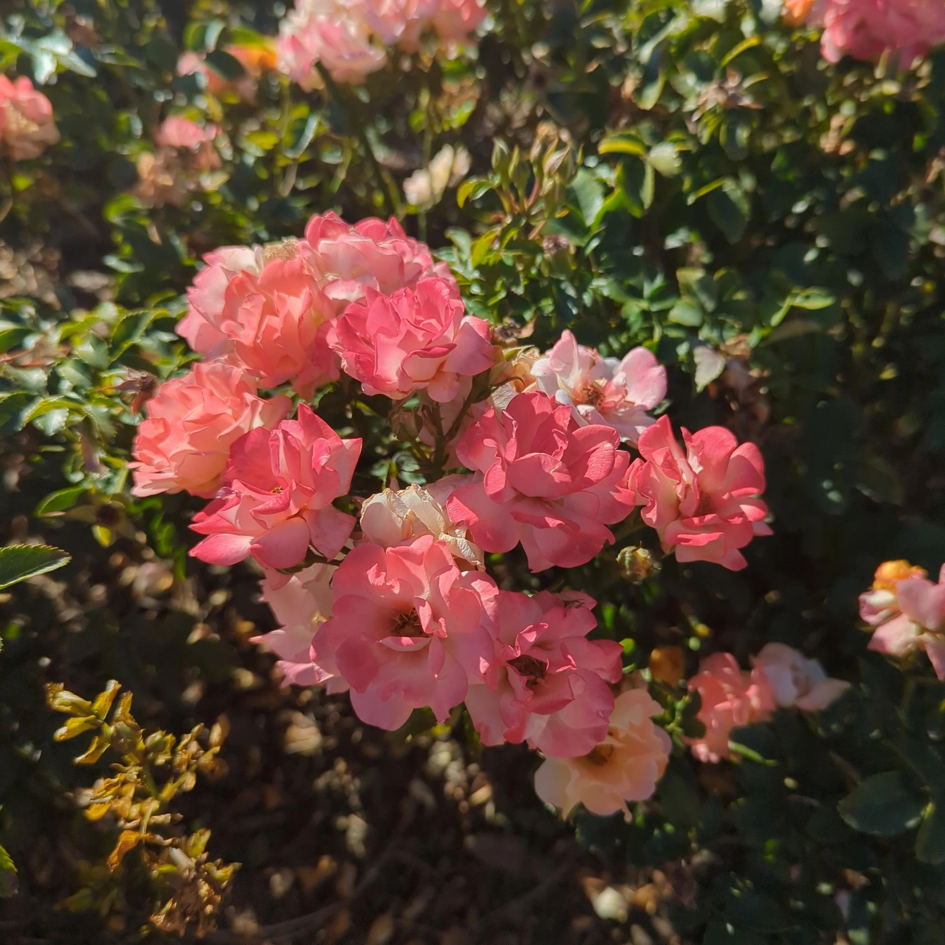 Rose, Peach Drift® Rose - Image 3