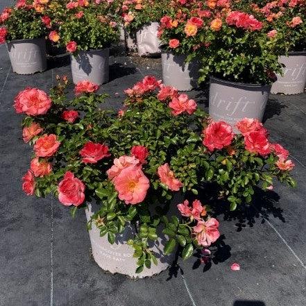 Rose, Peach Drift® Rose - Image 4