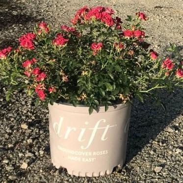 Rose, Red Drift® Rose - Image 2
