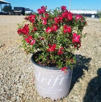 Rose, Red Drift® Rose - Image 3