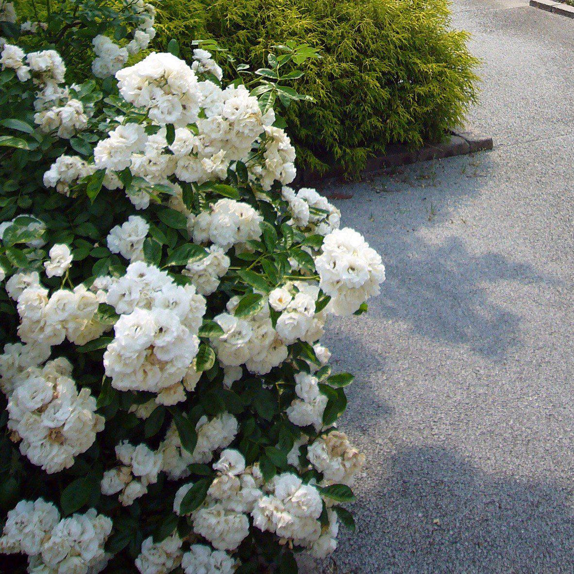 Rose, Flower Carpet® White Rose - Image 2