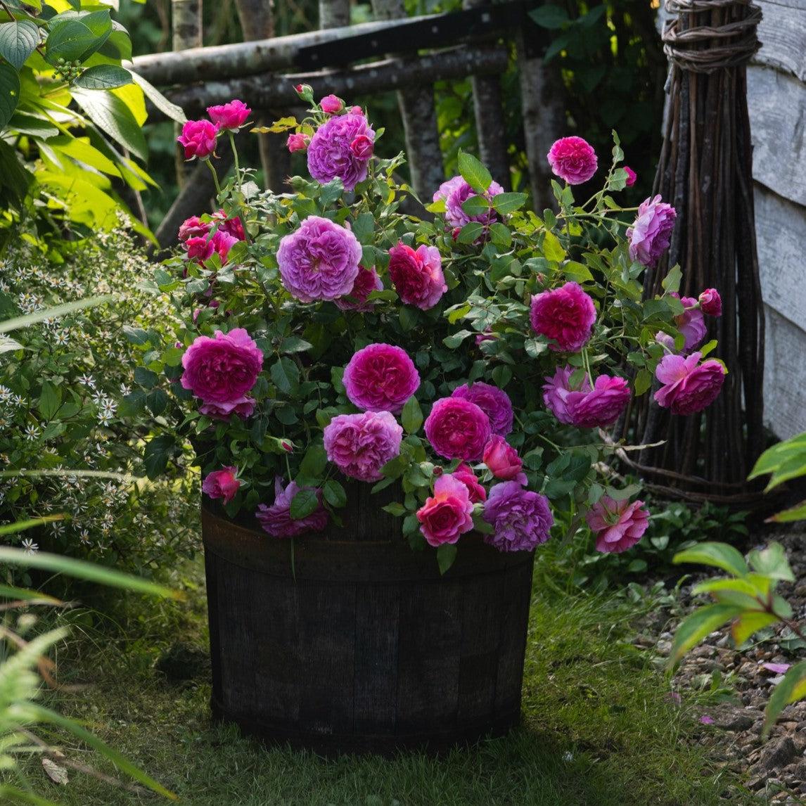 Rose, Gabriel Oak Rose