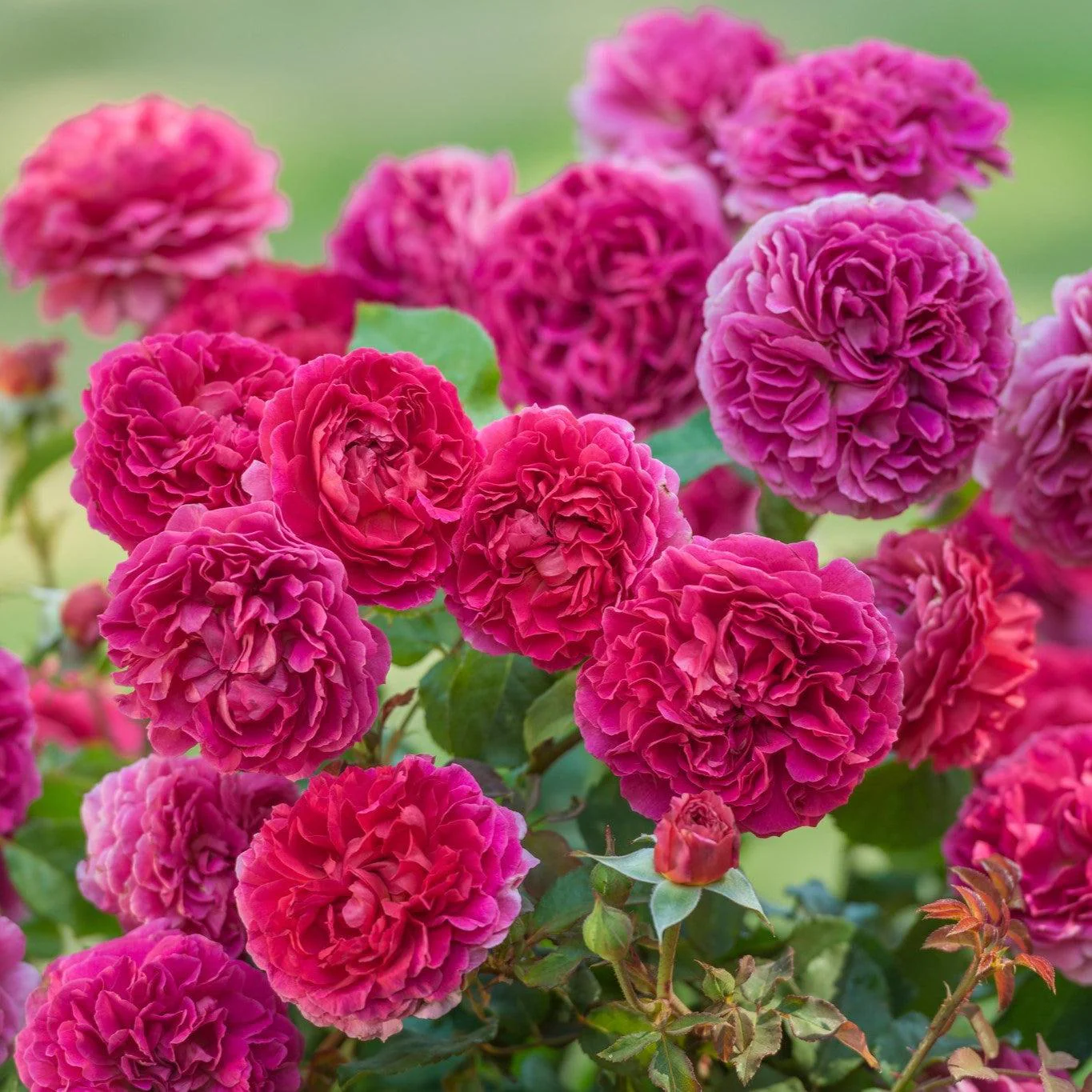 Rose, Gabriel Oak Rose - Image 2