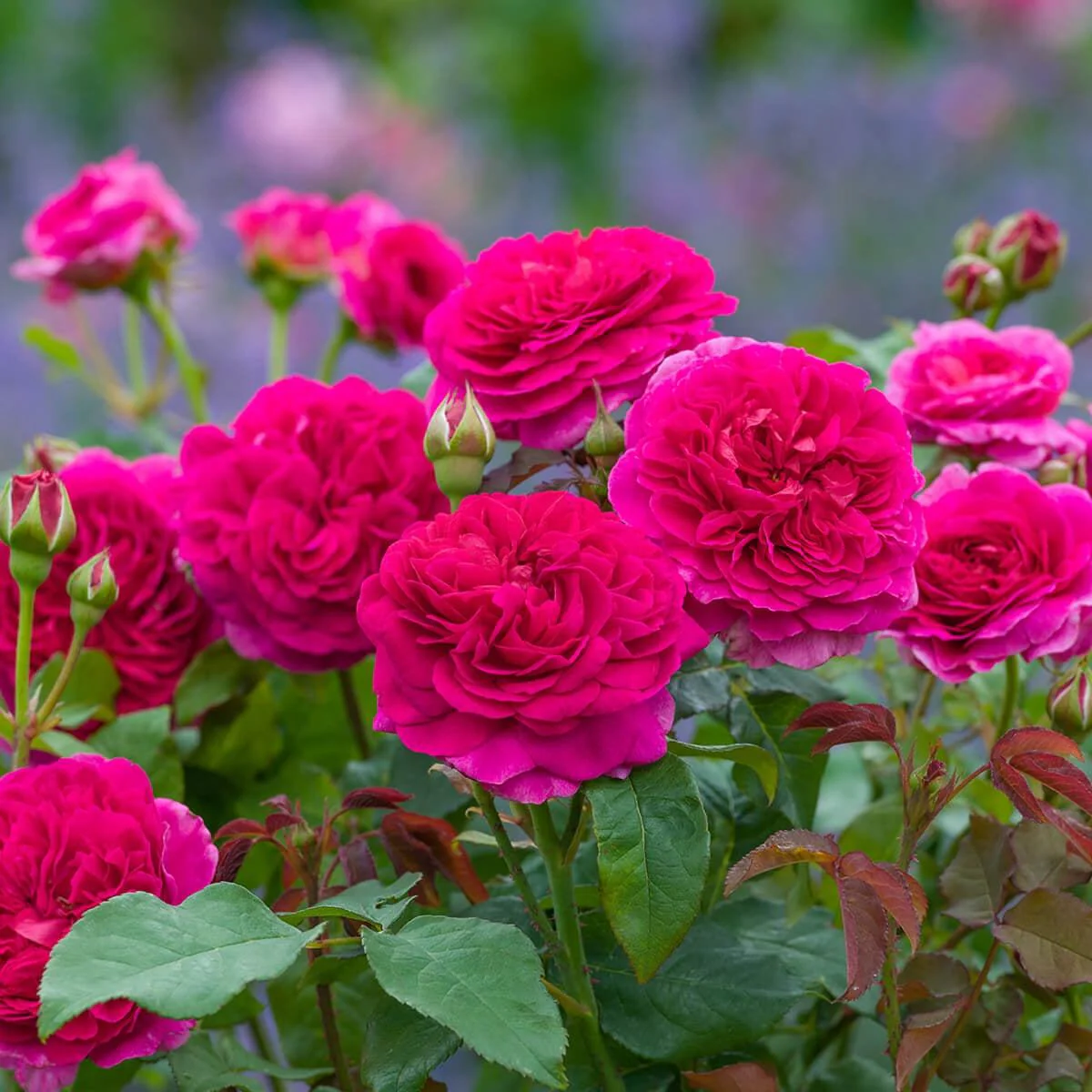 Rose, Gabriel Oak Rose - Image 3