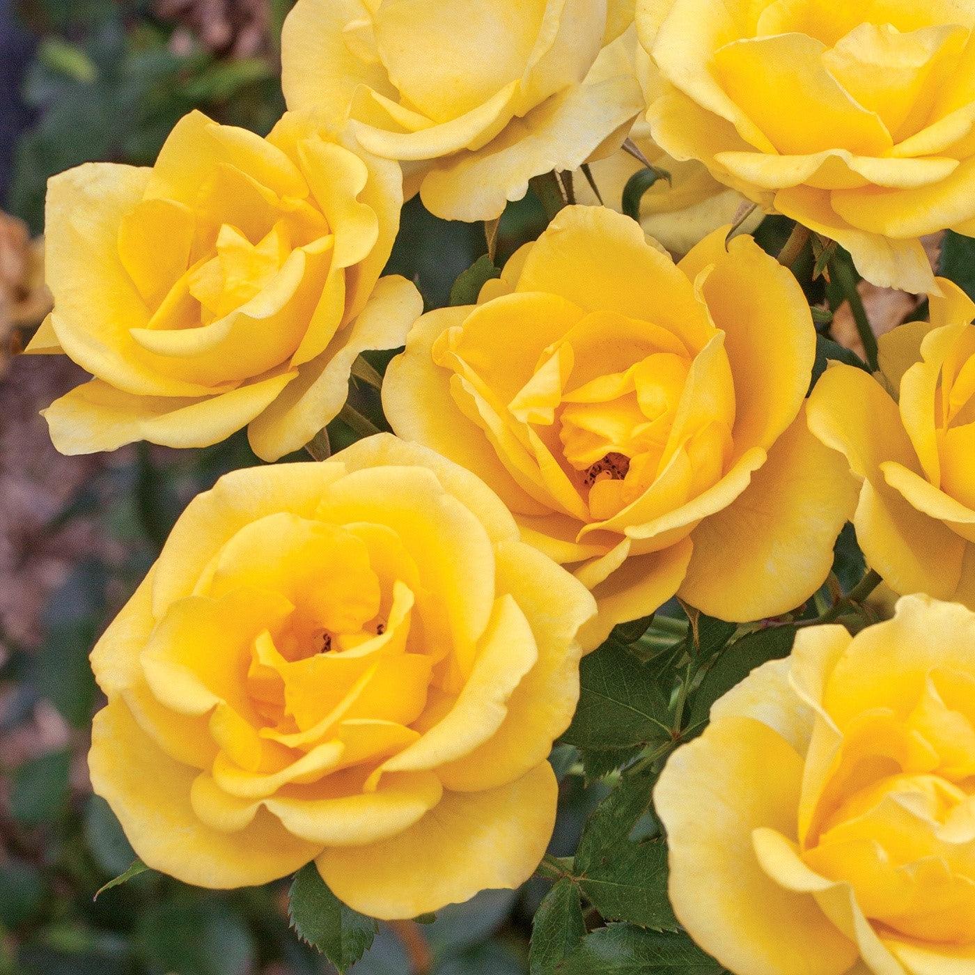 Rose, Bloomables® Gilded Sun™ Rose