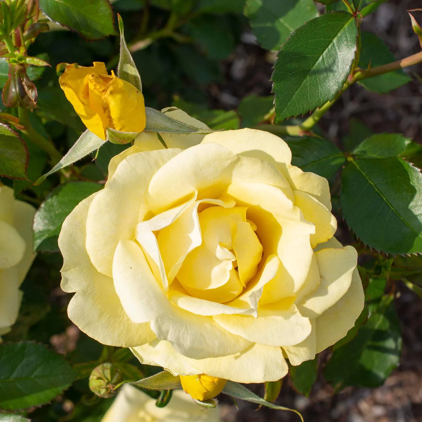 Rose, Bloomables® Gilded Sun™ Rose - Image 2