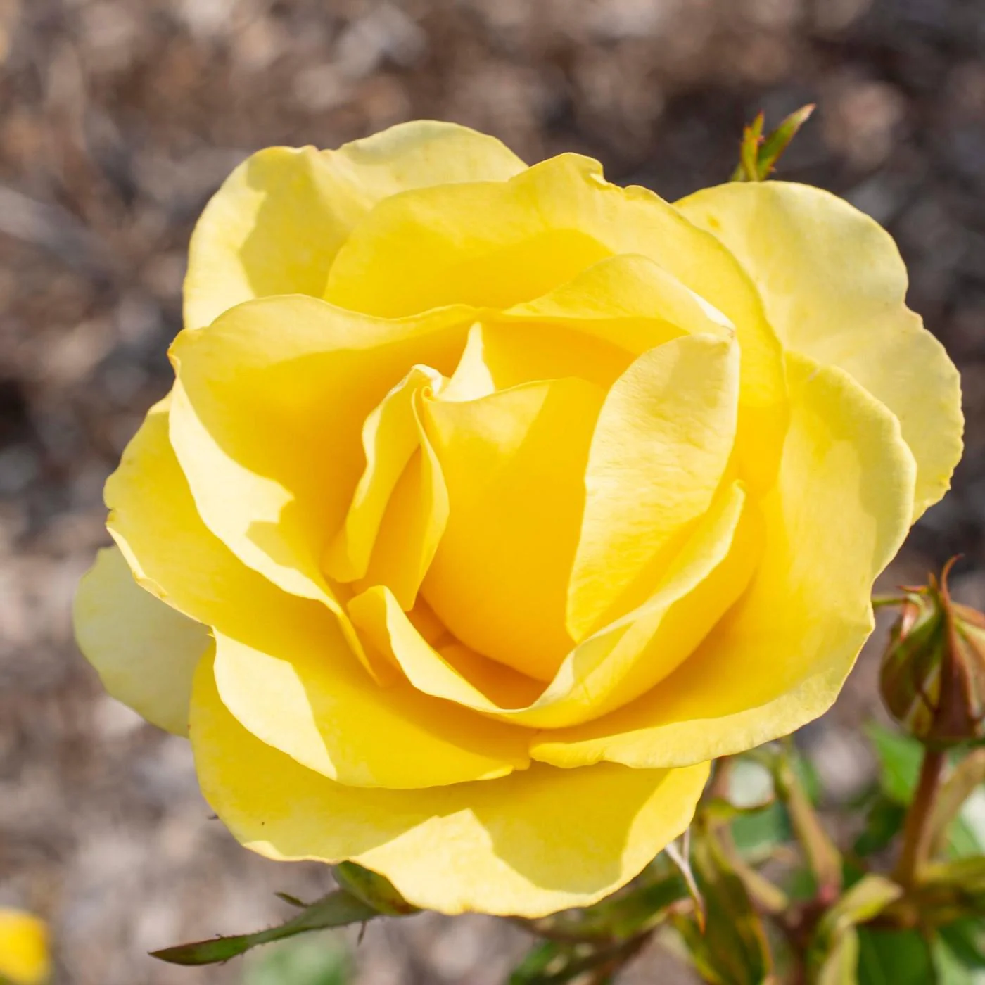 Rose, Bloomables® Gilded Sun™ Rose - Image 3
