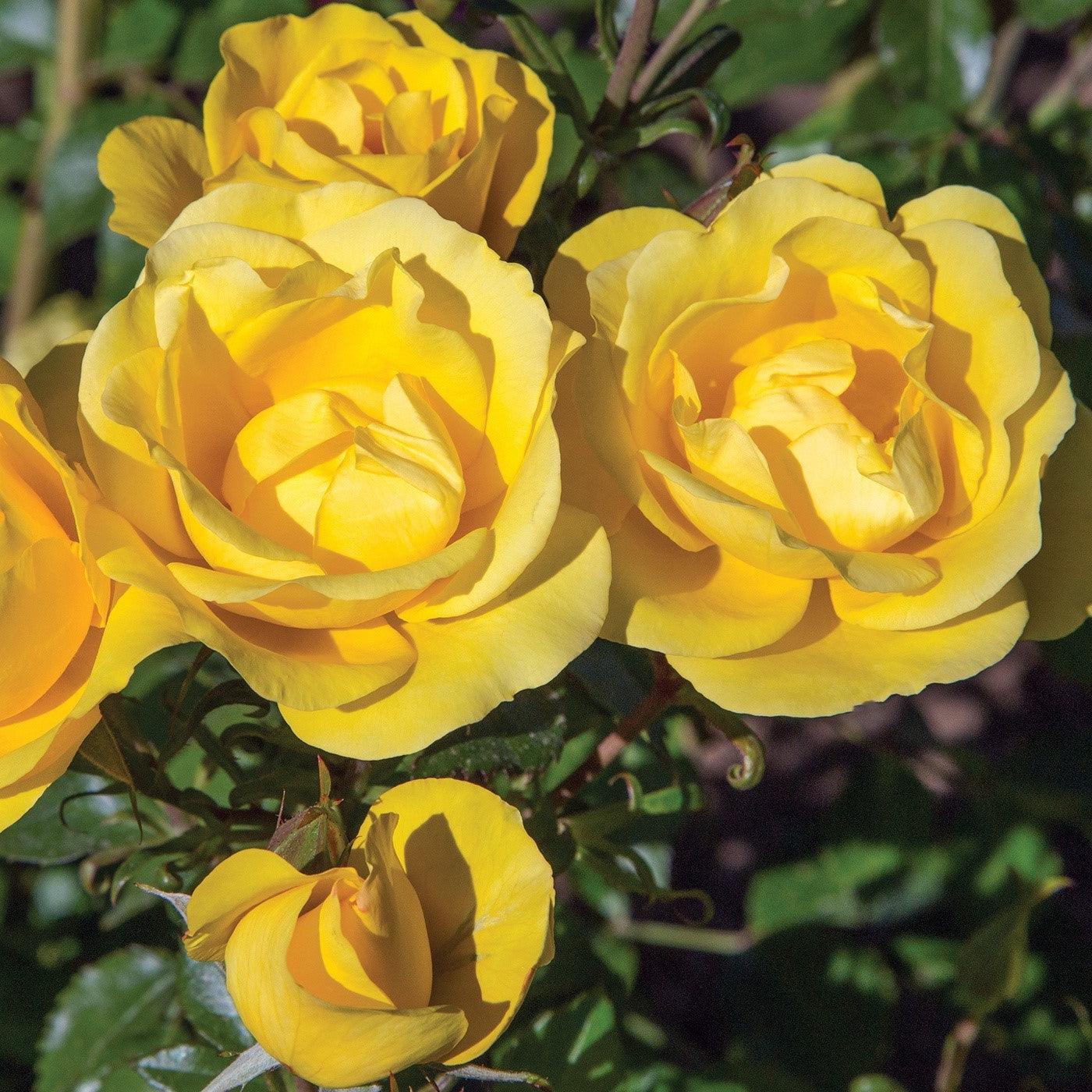 Rose, Bloomables® Gilded Sun™ Rose - Image 4