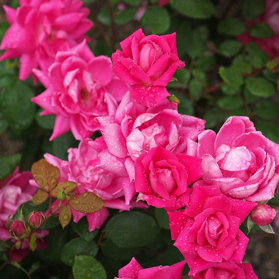 Rose, Double Pink Knock Out® Rose