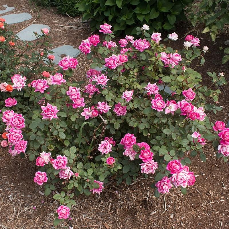 Rose, Double Pink Knock Out® Rose - Image 2