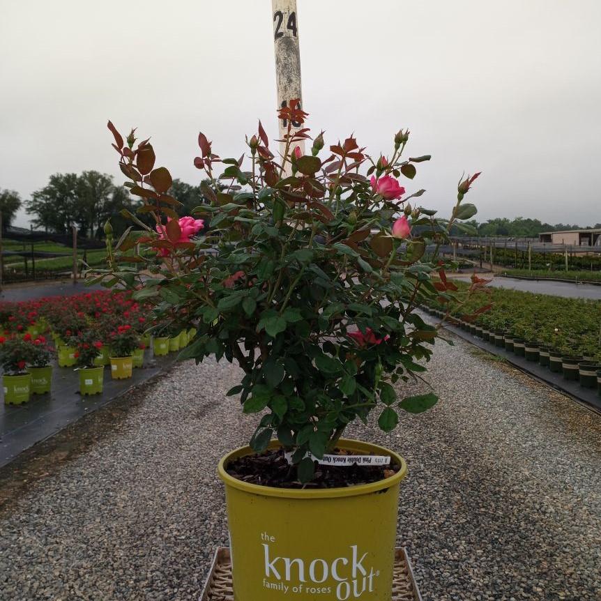 Rose, Double Pink Knock Out® Rose - Image 3