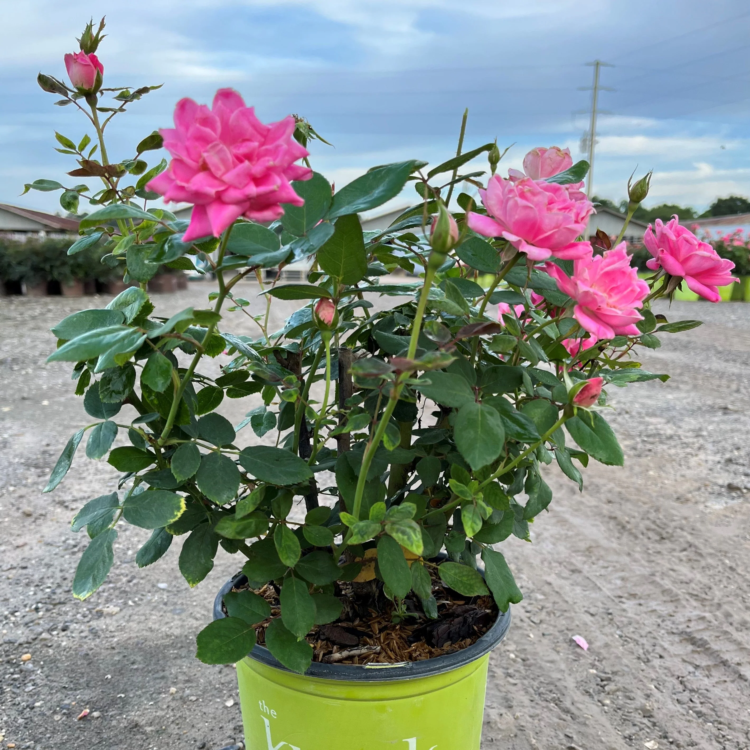Rose, Double Pink Knock Out® Rose - Image 4
