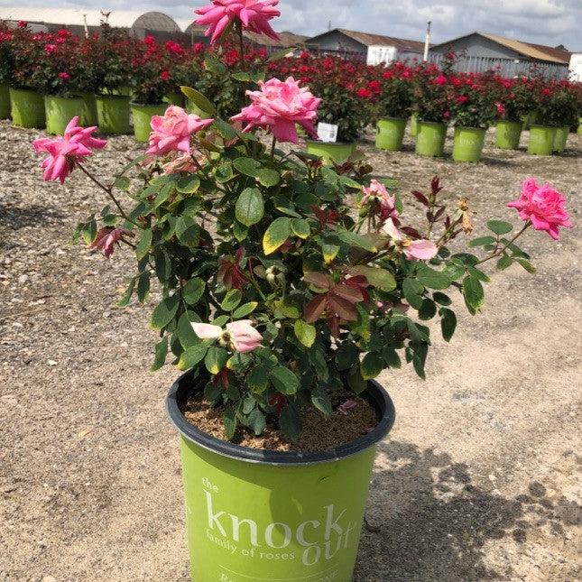 Rose, Double Pink Knock Out® Rose - Image 5