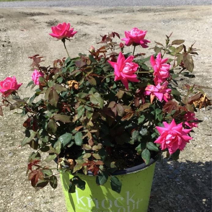 Rose, Double Pink Knock Out® Rose - Image 6