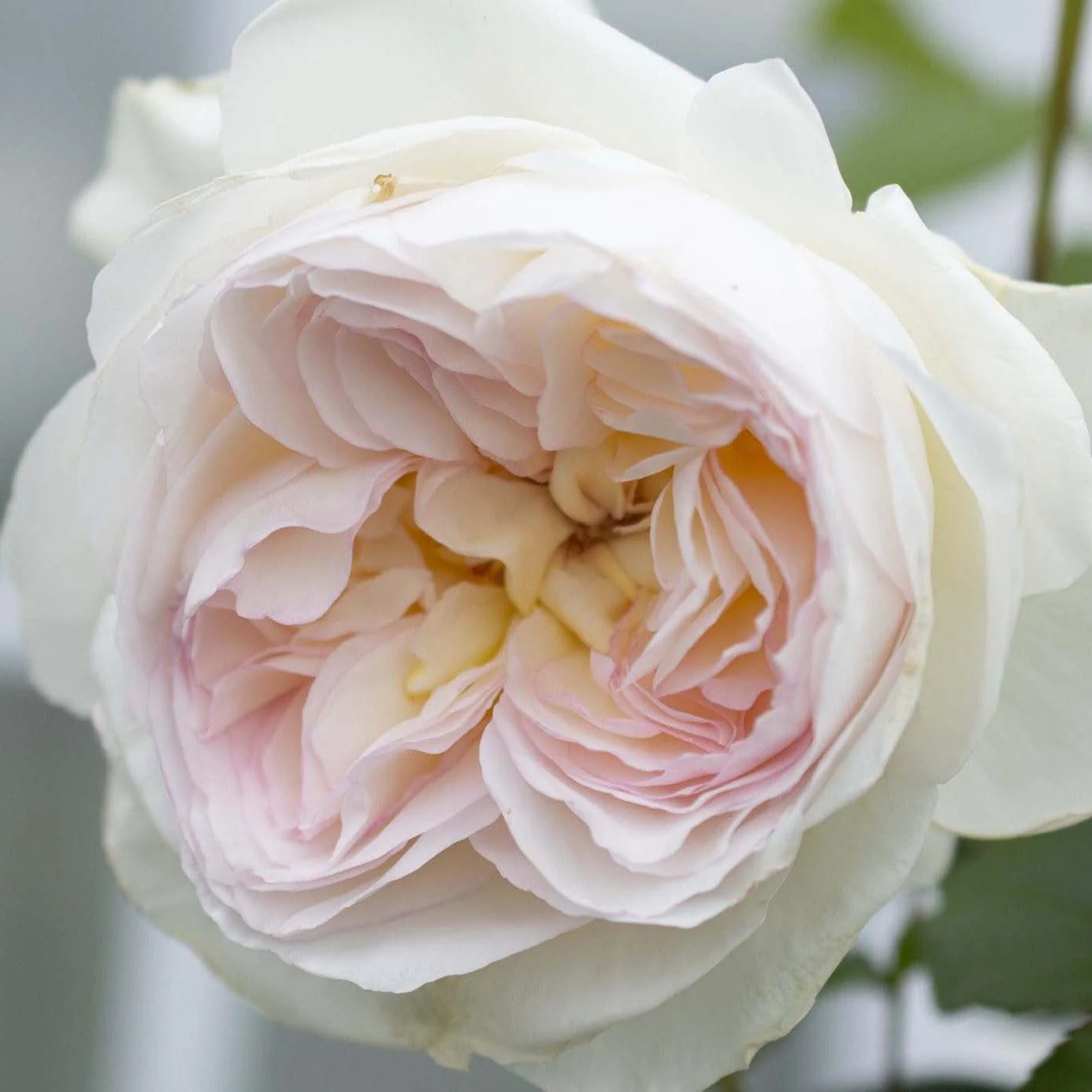 Rose, Bloomables® Bolero™ Rose - Image 2