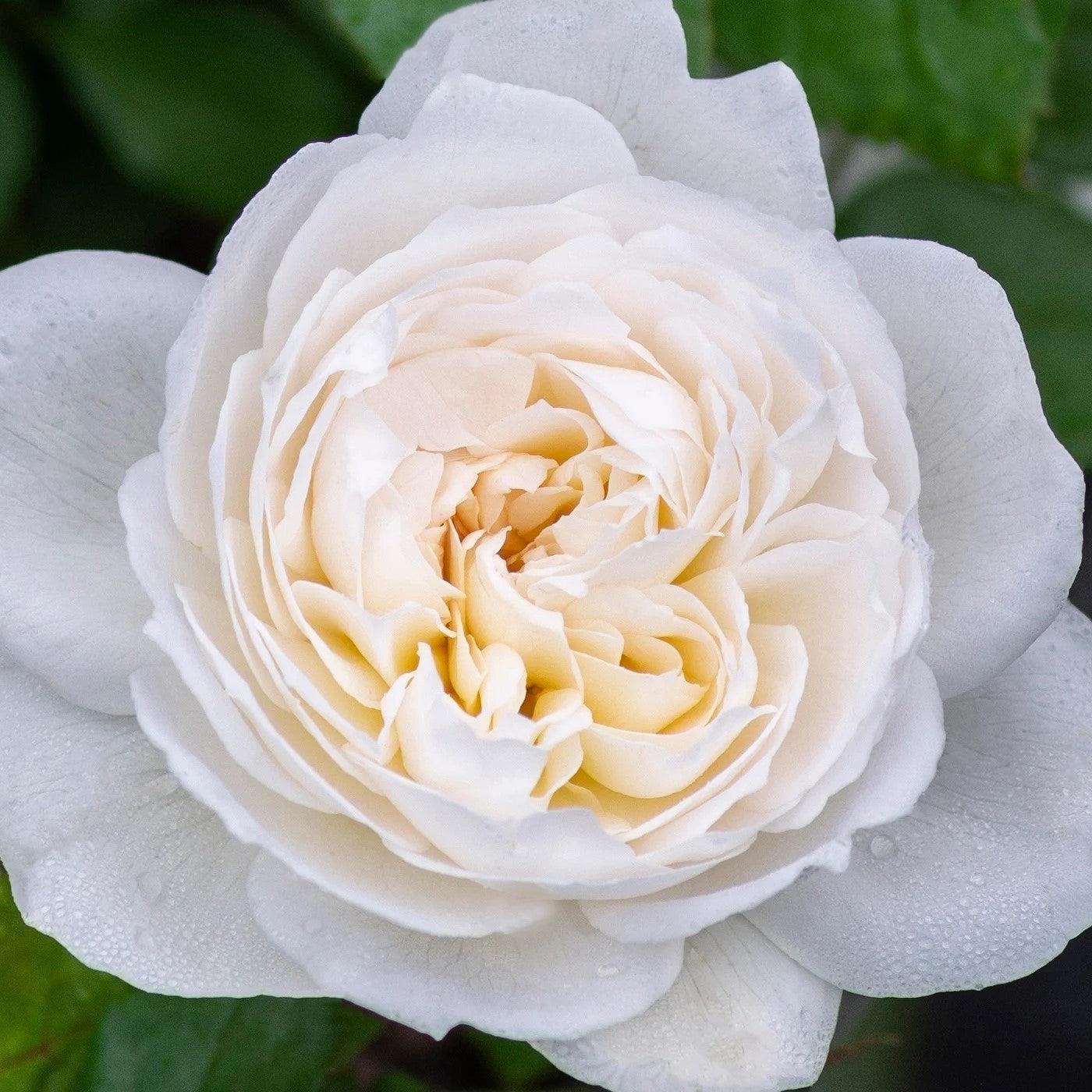 Rose, Bloomables® Bolero™ Rose - Image 3