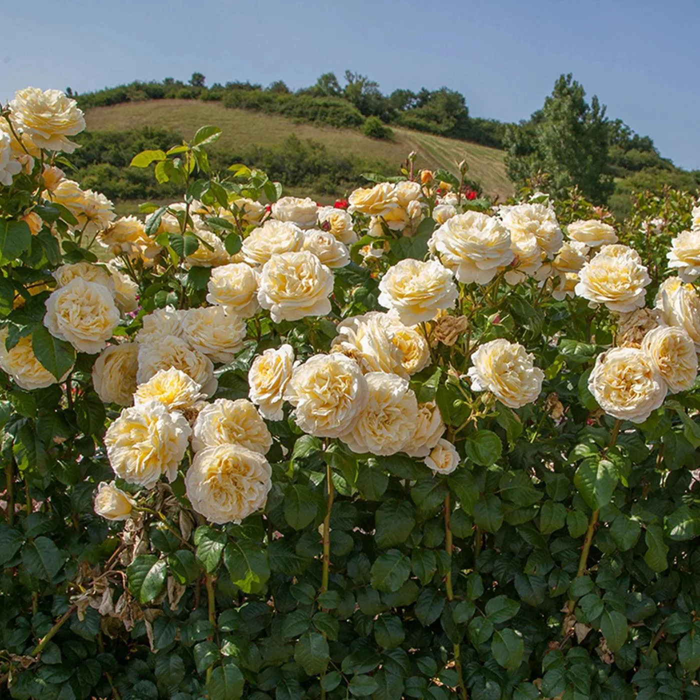 Rose, Moonlight Romantica® Rose